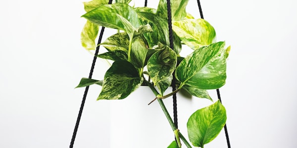 欧冠半决赛皇家马德里对阵拜仁慕尼黑比赛战术板分析图